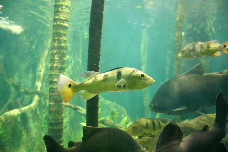 Fish in aquarium