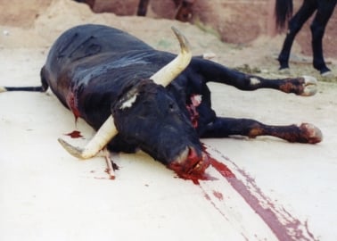 Man Is Gored to Death During Bull Run in Spain