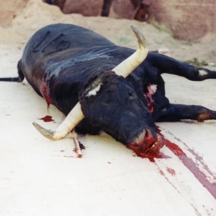 Bullfighting: A Bloody Execution
