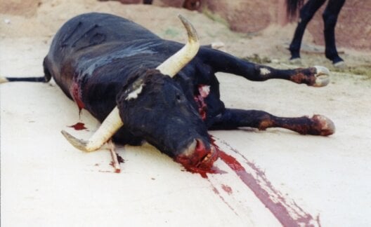 Bull lying bleeding after bullfight