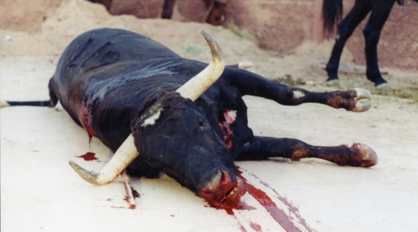 Bull lying bleeding after bullfight