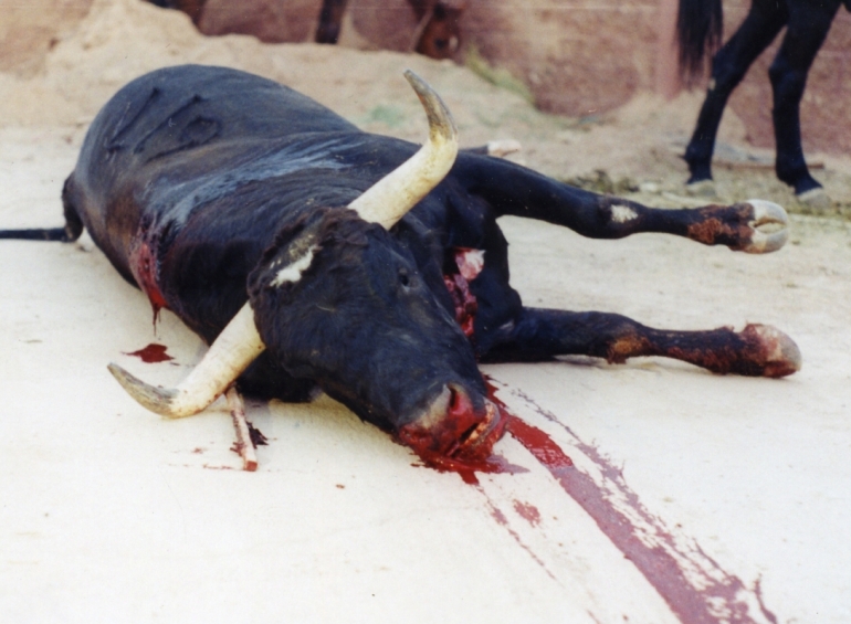 Toro tumbado sangra tras toreo