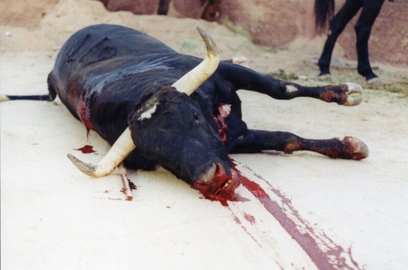 Bull lying bleeding after bullfight