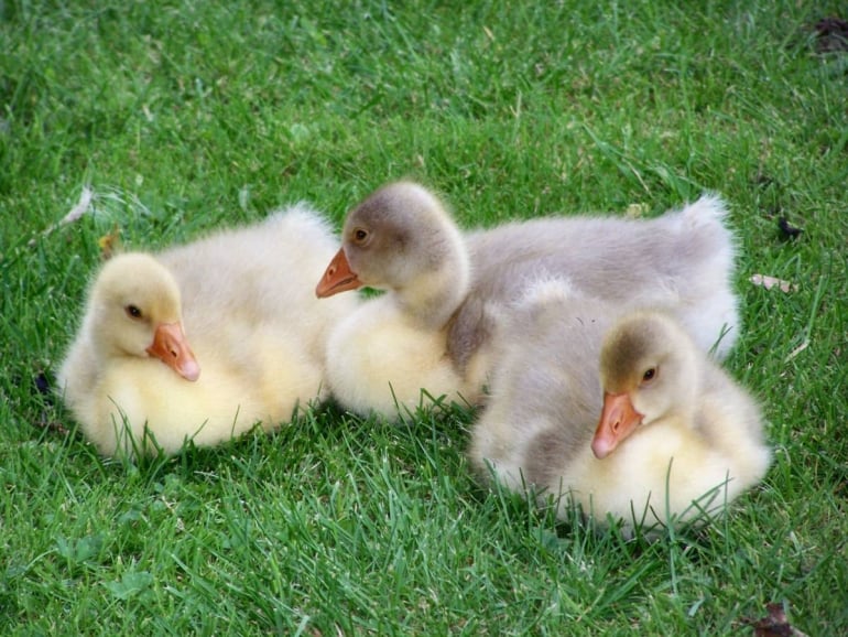 Goslings