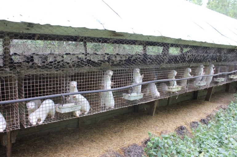 Mink on a Finnish fur farm