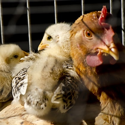 Egg-Laying Hens: Mothers, Not Machines