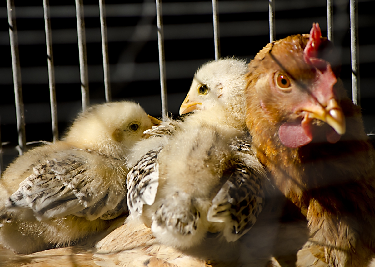 Eggs | Animals Are Not Ours to Eat | PETA UK Eggs | Animals Are Not Ours to Eat | PETA UK