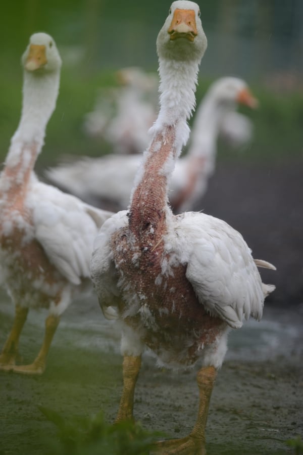 Geese after live plucking