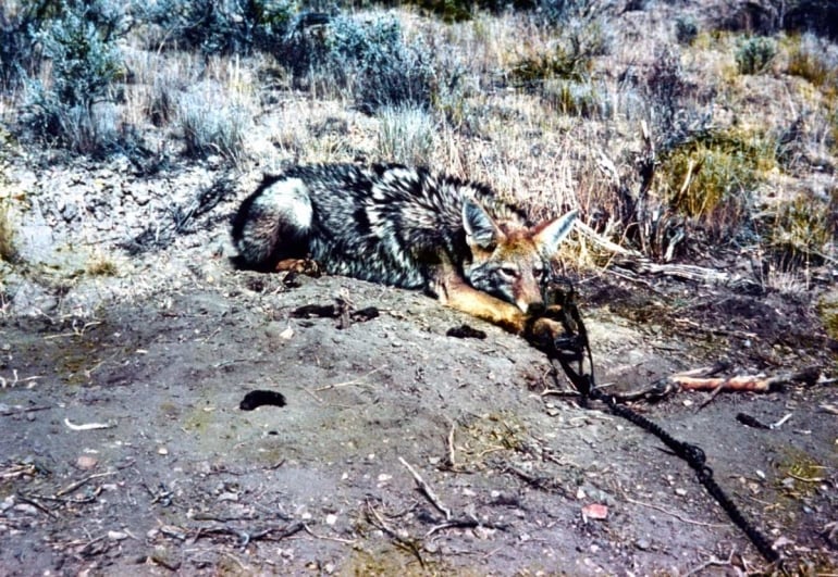 Fox caught in a trap