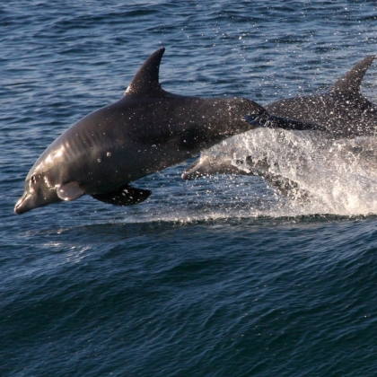 Help Save Dolphins From the Japanese Killing Cove
