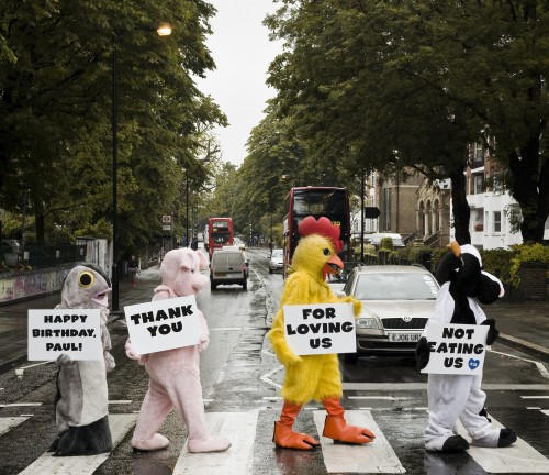 PETA's Abbey Road Album Cover Homage