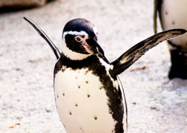 Penguins Spared Holiday Stress, Thanks to Compassionate Shoppers