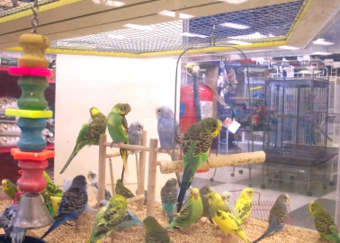 The ‘Pet’ Trade