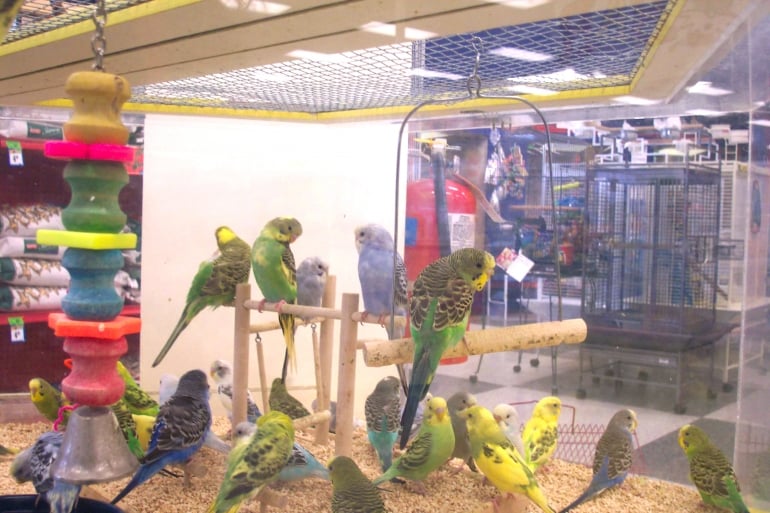 close-up of parakeets in pet shop cage, crowded