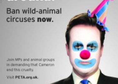 David Cameron, Stop Clowning Around – Ban Wild Animal Circuses Now!