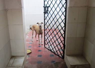 REVEALED: Shocking Indian Government-Run Dog Hellhole