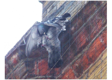 How to Help a Pigeon Trapped in Netting