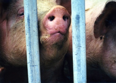 Animals Are Suffering. Can You Hear It?