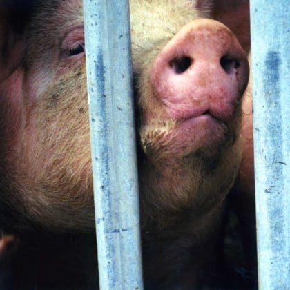 Animals Are Not Ours to Eat - PETA UK Animals Are Not Ours to Eat - PETA UK