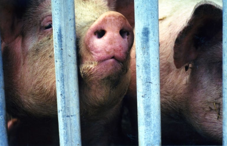 Pigs suffer on factory farms