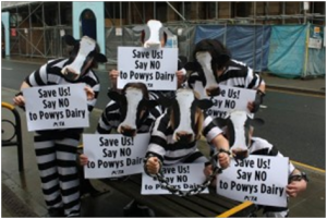 Say no to massive super-dairy in Wales
