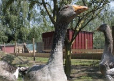 Prince Charles, the Goose