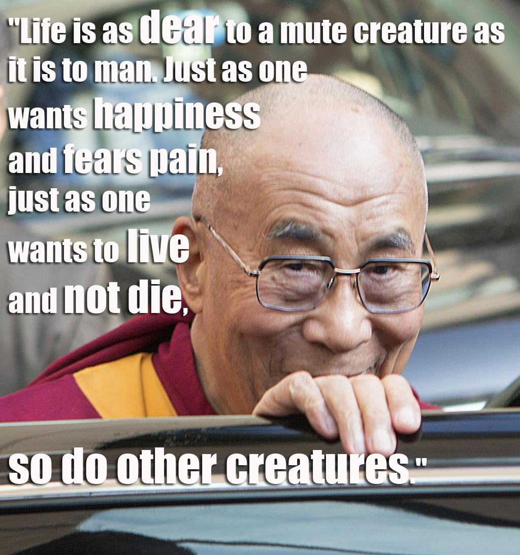 dalai lama quotes about animals by helen oyeyemi