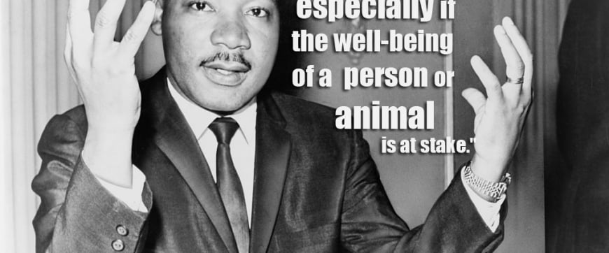 15 Quotes From Famous Thinkers Who Got It Right About Animals