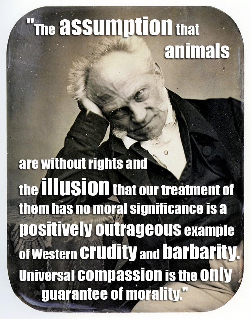 15 Quotes From Famous Thinkers Who Got It Right About Animals 15 Quotes From Famous Thinkers Who Got It Right About Animals