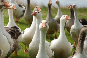 Restaurants and businesses refuse to sell cruel foie gras