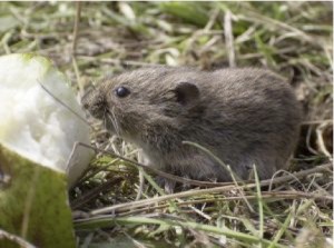 Humane rodent control is the best way to keep mice and rats out of your home