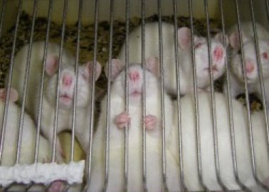 New Poll: Support for Animal Testing in Britain Continues to Decline