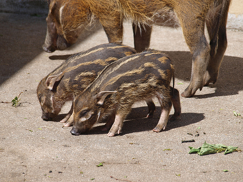 Red River Hogs CC