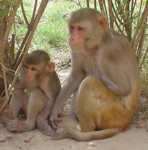 UK primate trafficking airlines macaques