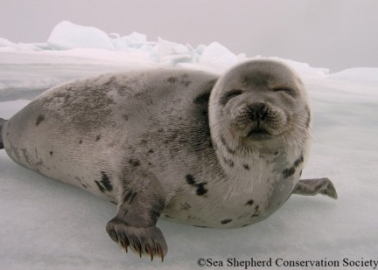 Switzerland Is Poised to Join the Worldwide Movement Against Seal Fur