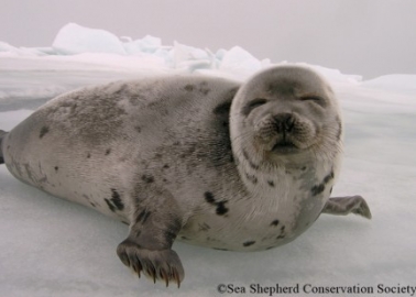 Victory! Norway’s Last Sealing Ship Has Sailed