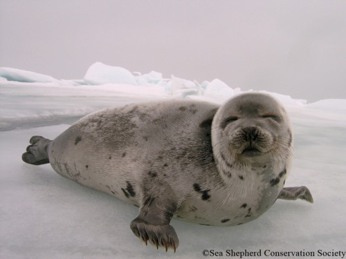 SEAL HAPPY copy