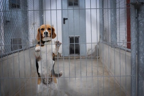 Vivisection PETA Beagle