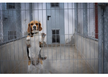 Enough Is Enough: Latest Figures Reveal Millions of Animals Tortured in UK Experiments
