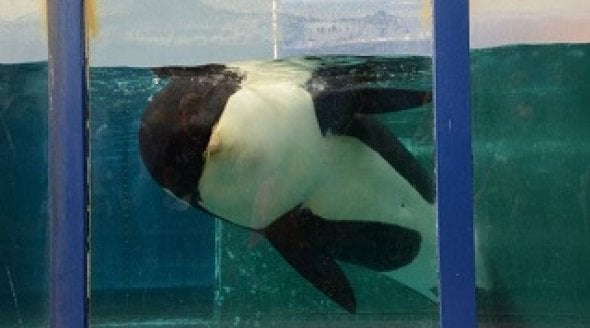 Orca Morgan floats listlessly