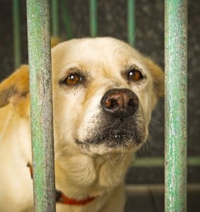 Millions of dogs are abandoned and in need of good homes