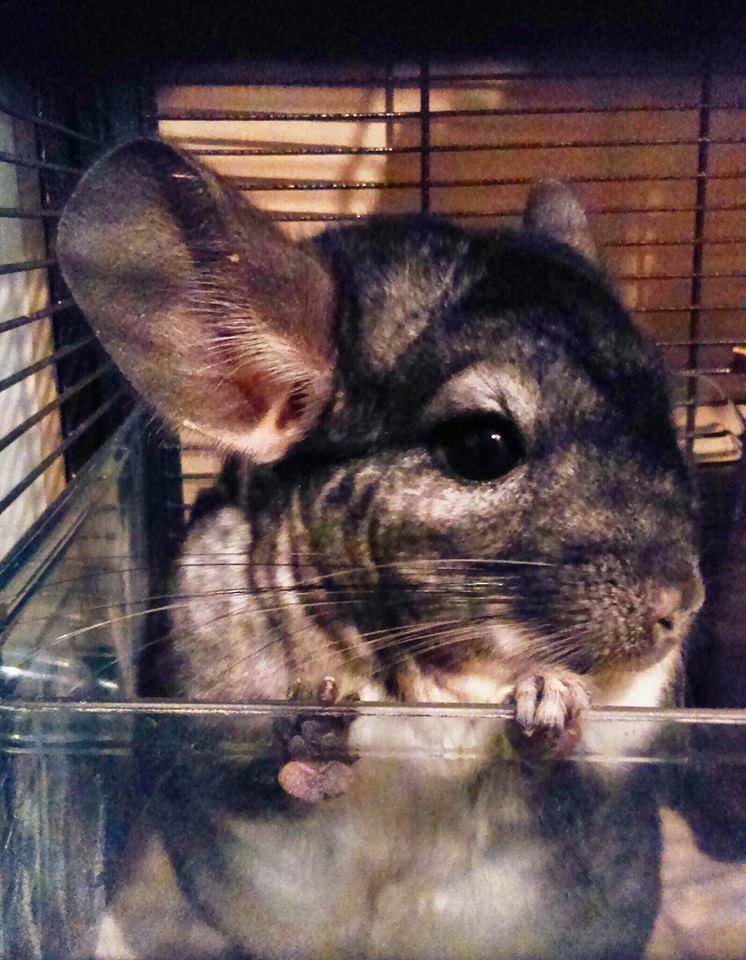 Behind The Fur Coat Story Of, How Many Chinchillas Does It Take Make A Fur Coat