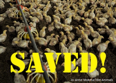 Intensive Broiler Chicken Farm Scrapped – Thanks to You!
