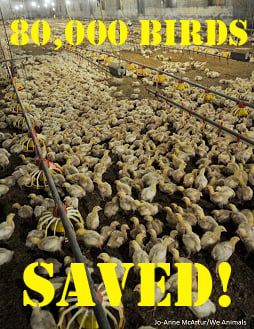 Saved Chickens
