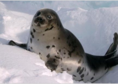 Pamela Anderson to WTO: Save Seals, Uphold EU Seal-Fur Import Ban