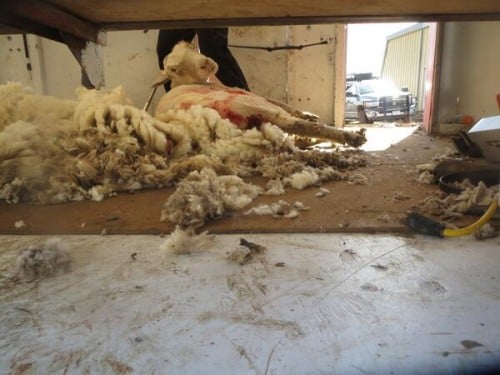 Shearing sheep cruelty video