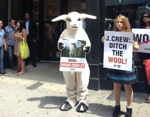 Sheep Demo PETA J.Crew