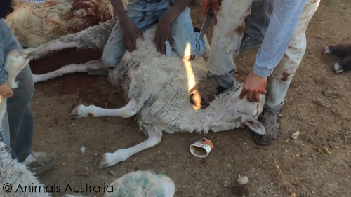 Animals Australia find sheep abused
