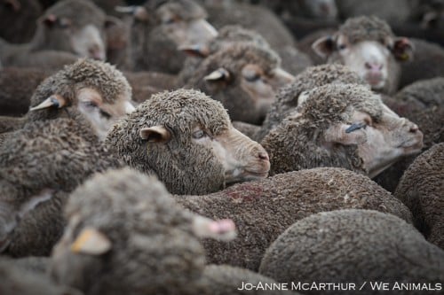 Sheep maimed, hit and killed for wool