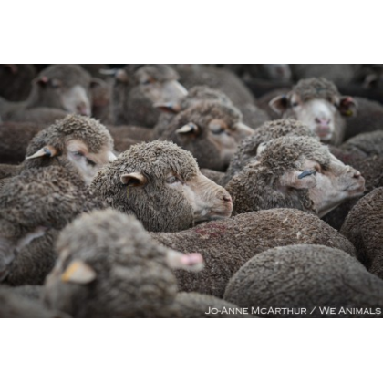 Urge Australian Government to Stop Lamb Mutilations